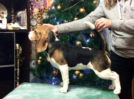 49414120_338206930365568_3867807363616473088_n.jpg (502.37 КБ, Просмотров: 2655) 49414120_338206930365568_3867807363616473088_n.jpg