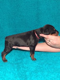 дкр.jpg (180.21 КБ, Просмотров: 1711) дкр.jpg