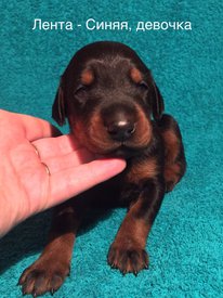 дс.jpg (198.09 КБ, Просмотров: 1917) дс.jpg