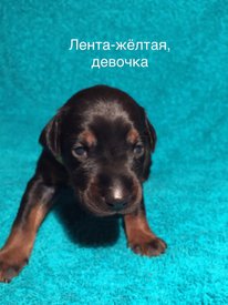 дж.jpg (137.48 КБ, Просмотров: 1669) дж.jpg