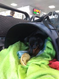 плут.jpg (47.48 КБ, Просмотров: 14135) плут.jpg