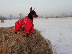 Лара.jpg (493.28 КБ, Просмотров: 14110) Лара.jpg