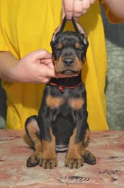 сука кра.jpg (211.91 КБ, Просмотров: 1746) сука кра.jpg