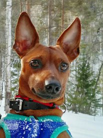 Жак.jpg (374.81 КБ, Просмотров: 14049) Жак.jpg