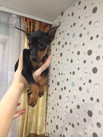 п руки.jpg (136.57 КБ, Просмотров: 14000) п руки.jpg