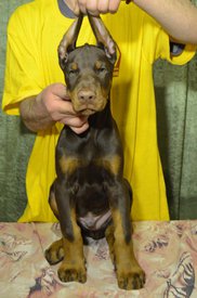 кобель к.jpg (252.42 КБ, Просмотров: 1686) кобель к.jpg