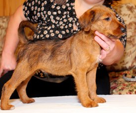 IMG_1555.jpg (306.54 КБ, Просмотров: 2388) IMG_1555.jpg