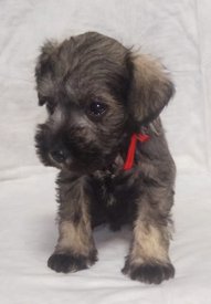 IMG_20190331_111830_771.jpg (47.78 КБ, Просмотров: 2300) IMG_20190331_111830_771.jpg