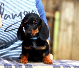 57410723_319722528691024_2405173108710309888_n.jpg (61.03 КБ, Просмотров: 1455) 57410723_319722528691024_2405173108710309888_n.jpg