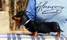 57004899_271339240417705_5450784772500488192_n.jpg (64 КБ, Просмотров: 1455) 57004899_271339240417705_5450784772500488192_n.jpg