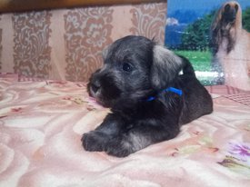 IMG-20190329-WA0039.jpg (76.82 КБ, Просмотров: 2237) IMG-20190329-WA0039.jpg