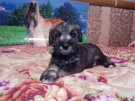 IMG-20190329-WA0028.jpg (100.83 КБ, Просмотров: 2339) IMG-20190329-WA0028.jpg