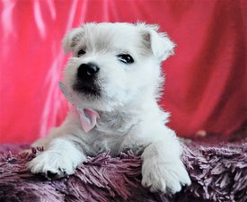 57543645_368124273822603_1038901693539942400_n.jpg (366.38 КБ, Просмотров: 1798) 57543645_368124273822603_1038901693539942400_n.jpg