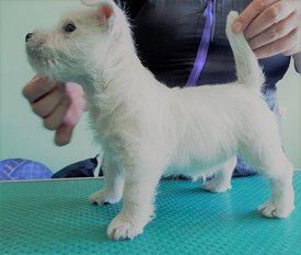 58831567_1042655429262489_8037358578031394816_o.jpg (418.83 КБ, Просмотров: 1798) 58831567_1042655429262489_8037358578031394816_o.jpg