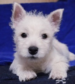 60671651_1053476681513697_3498370954172563456_n.jpg (95.68 КБ, Просмотров: 1706) 60671651_1053476681513697_3498370954172563456_n.jpg