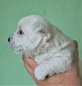 жан поль. 3.jpg (272.26 КБ, Просмотров: 1824) жан поль. 3.jpg