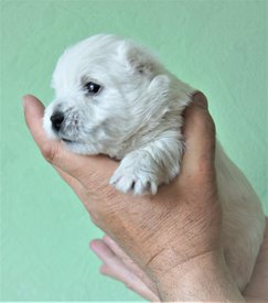 жасмин.jpg (309.02 КБ, Просмотров: 1993) жасмин.jpg