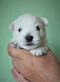 жемчужина 1.jpg (233.39 КБ, Просмотров: 1993) жемчужина 1.jpg