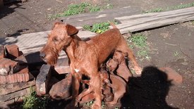 61613361_2417793904908359_4175212140224839680_n.jpg (93.04 КБ, Просмотров: 2246) 61613361_2417793904908359_4175212140224839680_n.jpg