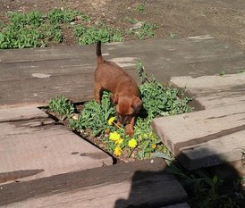 62450896_2417798658241217_8075291011930128384_n.jpg (118.07 КБ, Просмотров: 2246) 62450896_2417798658241217_8075291011930128384_n.jpg