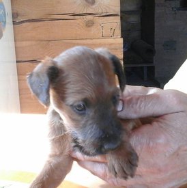 61825510_2418037594883990_4933737604177723392_n.jpg (114.07 КБ, Просмотров: 2246) 61825510_2418037594883990_4933737604177723392_n.jpg