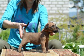 61442135_2184217851674664_8520818887351074816_n.jpg (115.68 КБ, Просмотров: 2246) 61442135_2184217851674664_8520818887351074816_n.jpg