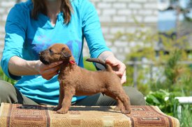 61637793_2184212538341862_7012377659476803584_n.jpg (124.66 КБ, Просмотров: 2421) 61637793_2184212538341862_7012377659476803584_n.jpg