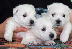 DSC05406 — копия.jpg (218.24 КБ, Просмотров: 1756) DSC05406 — копия.jpg