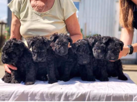 керри8.png (414.61 КБ, Просмотров: 1540) керри8.png