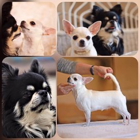 пара.jpg (73.05 КБ, Просмотров: 5221) пара.jpg