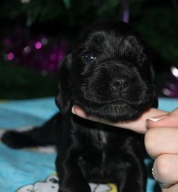 IMG5485JPG.jpg (56.23 КБ, Просмотров: 3154) IMG5485JPG.jpg