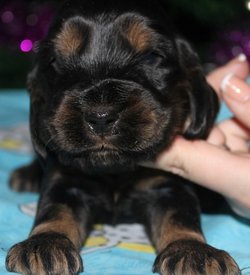 IMG5452JPG.jpg (70.36 КБ, Просмотров: 3173) IMG5452JPG.jpg