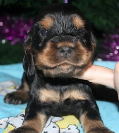 IMG5474JPG.jpg (83.82 КБ, Просмотров: 3273) IMG5474JPG.jpg