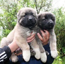 IMG-20190825-WA0001.jpg (97.68 КБ, Просмотров: 15868) IMG-20190825-WA0001.jpg