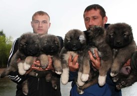 IMG-20190825-WA0000.jpg (63.72 КБ, Просмотров: 15870) IMG-20190825-WA0000.jpg