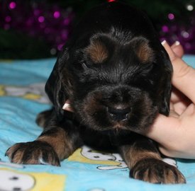 IMG5453JPG.jpg (67.4 КБ, Просмотров: 3273) IMG5453JPG.jpg