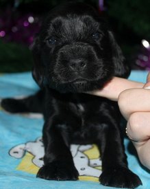 IMG5486JPG.jpg (69.22 КБ, Просмотров: 3154) IMG5486JPG.jpg