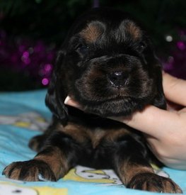 IMG5454JPG.jpg (63.74 КБ, Просмотров: 3154) IMG5454JPG.jpg