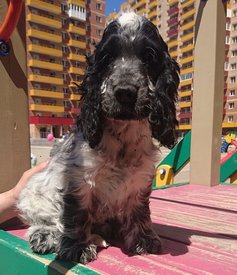 2C8EC7A6-D5CE-4CF1-A49D-1037657D9FA9.jpeg (125.53 КБ, Просмотров: 2954) 2C8EC7A6-D5CE-4CF1-A49D-1037657D9FA9.jpeg