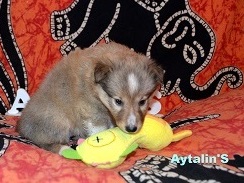 73016373_2680430715348744_7807758989415940096_o.jpg (31.65 КБ, Просмотров: 1262) 73016373_2680430715348744_7807758989415940096_o.jpg