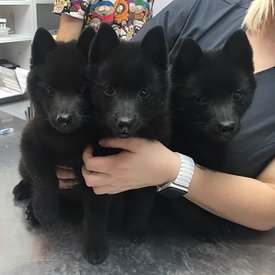 70672488_2605193306205819_7387003295652380672_n.jpg (31.01 КБ, Просмотров: 1388) 70672488_2605193306205819_7387003295652380672_n.jpg