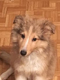 80578805_823209754768005_2976711532139773952_n.jpg (202.66 КБ, Просмотров: 1445) 80578805_823209754768005_2976711532139773952_n.jpg