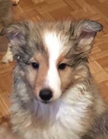 81336844_571057700123347_374430902358376448_n.jpg (138.94 КБ, Просмотров: 1445) 81336844_571057700123347_374430902358376448_n.jpg