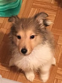 81347987_1503703539796622_1112218185442000896_n.jpg (232.79 КБ, Просмотров: 1445) 81347987_1503703539796622_1112218185442000896_n.jpg