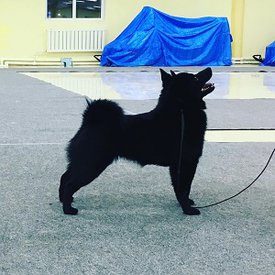 72740490_2642693789122437_7706182192526786560_n.jpg (45.62 КБ, Просмотров: 1423) 72740490_2642693789122437_7706182192526786560_n.jpg