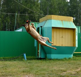 FYYhVZ9bo_I.jpg (339.21 КБ, Просмотров: 3279) FYYhVZ9bo_I.jpg