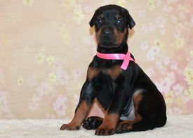 розовый.jpg (294.18 КБ, Просмотров: 3904) розовый.jpg