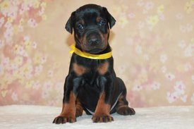 желтый.jpg (269.71 КБ, Просмотров: 3903) желтый.jpg