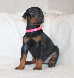 красная.jpg (125.5 КБ, Просмотров: 3875) красная.jpg