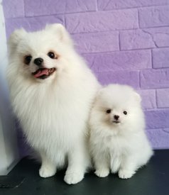 IMG_20200111_185014.jpg (128.88 КБ, Просмотров: 4010) IMG_20200111_185014.jpg